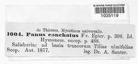 Panus conchatus image